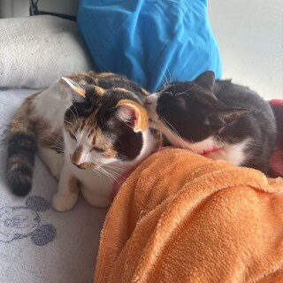 雑種4歳三毛猫、雑種3歳ハチワレ猫