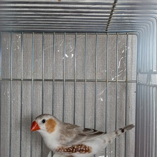 子育て上手なペアです