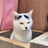 穏やかで人なつこい甘えん坊の七海ちゃん！ サムネイル2