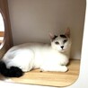 穏やかで人なつこい甘えん坊の七海ちゃん！ サムネイル3