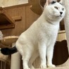 穏やかで人なつこい甘えん坊の七海ちゃん！ サムネイル4