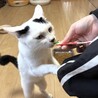 穏やかで人なつこい甘えん坊の七海ちゃん！ サムネイル5