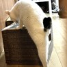 穏やかで人なつこい甘えん坊の七海ちゃん！ サムネイル6