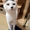 穏やかで人なつこい甘えん坊の七海ちゃん！ サムネイル7