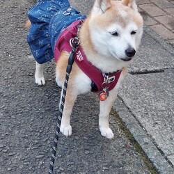 春はわんこは忙しい(;´∀｀)笑笑