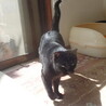 去勢済み・穏やかに寄り添う黒猫 サムネイル5