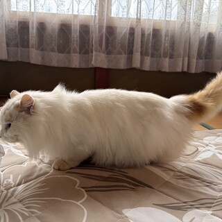 長毛スコティッシュ風シニア猫【高齢の方も応募可能】