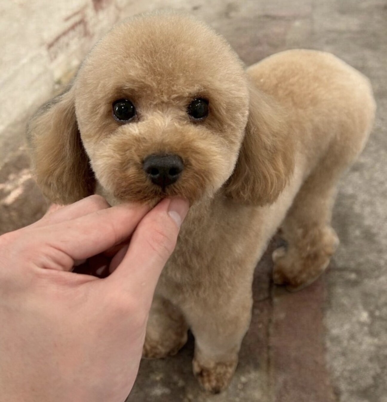 「まだ一歳の小さめタイニー...」愛媛県 - 犬の里親募集(537146) :: ペットのおうち【里親決定30万頭！】