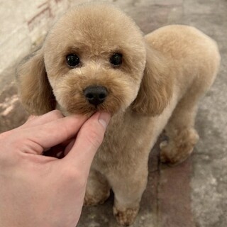 まだ一歳の小さめタイニープードル