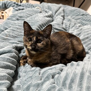 すりすり甘えんぼサビ界の美人さん♡プリモ