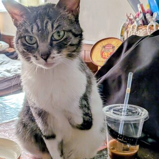 片手のモモちゃん