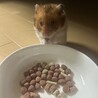 ビビりなひなくん サムネイル3