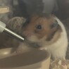 ビビりなひなくん サムネイル4