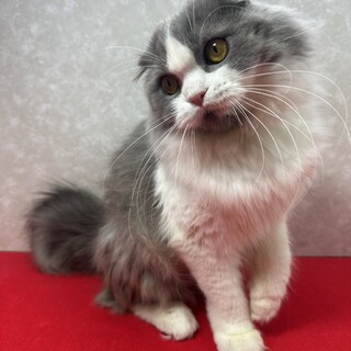 施設入居の為里親募集！スコティッシュ1歳❤ララ