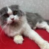 施設入居の為里親募集！スコティッシュ1歳❤ララ サムネイル3