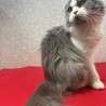 施設入居の為里親募集！スコティッシュ1歳❤ララ サムネイル4