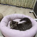 姉妹で素敵なおうちにお迎えしてもらえました♡バンビ