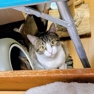 おだやかな性格のグーちゃん