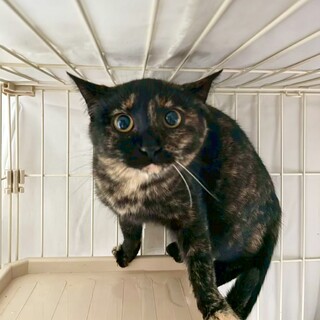 まだ少し臆病でも触って欲しいアピールの女の子♪