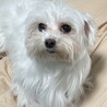 うさこさんさん