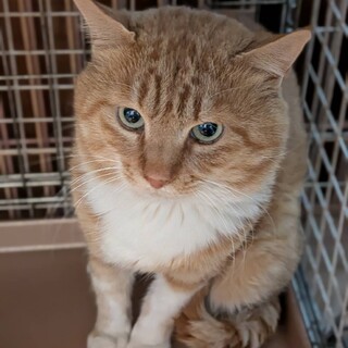 かっこいいTIGER