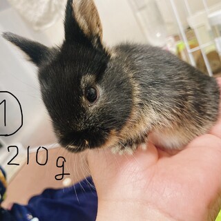 子ウサギの里親募集