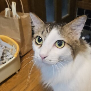 天真爛漫ファーファ（ノルウェージャンミックス）