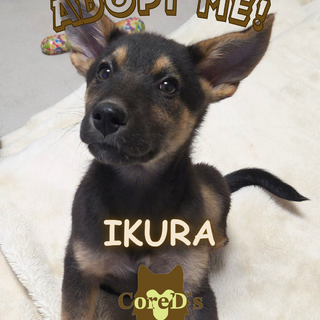 まゆ毛がカワイイいくら♂