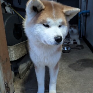 可愛い　女の子　6ヶ月