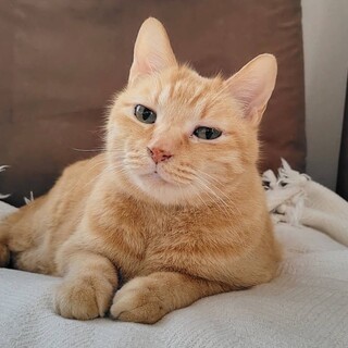 ひょうきんな表情がたまらない茶トラ君（３歳）