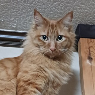 しなやかな長毛が自慢の茶トラの女の子、ひまちゃん