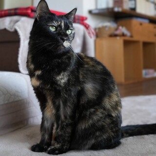 人が好きでスリスリ大好きなサビ猫ちゃん（３歳）