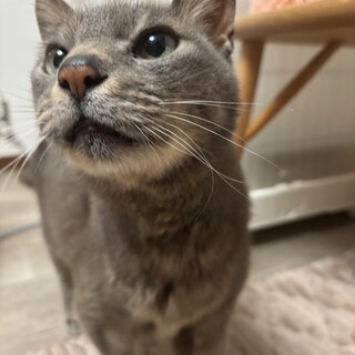 ムッチムチボディーの男の子緊張が解ければ甘えん坊 