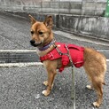 可愛らしくて優しい和犬ミックス女子３歳リリちゃん