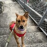 可愛らしくて優しい和犬ミックス女子３歳リリちゃん サムネイル6