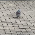 募集取り下げ