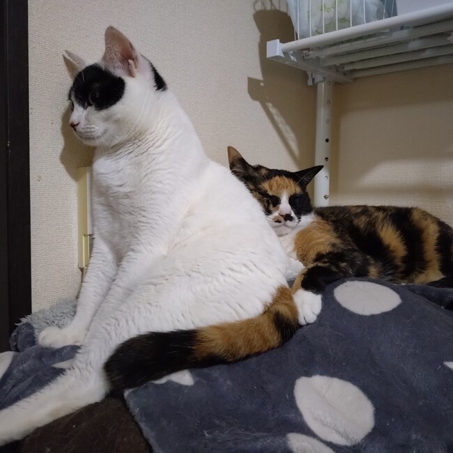 miyao(肉球譲渡会)のカバー写真