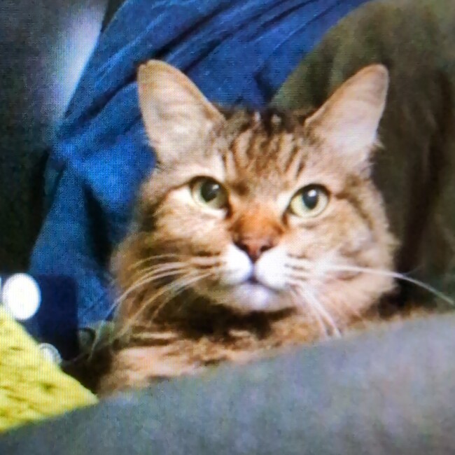 みよゆきのカバー写真