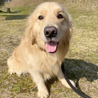 1歳オス　ゴールデンレトリバー　