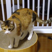 七十七（なずな）