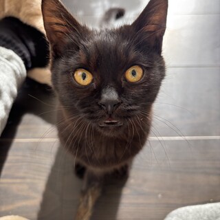 可愛すぎて困る！甘えん坊の黒猫男の子