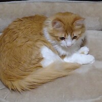 九十九（つくも）