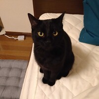 八千琉（やちる）