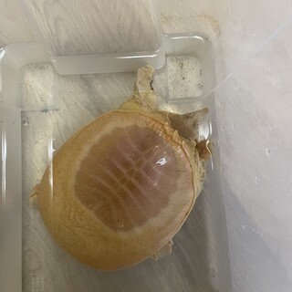 アルビノのスッポン里親募集！