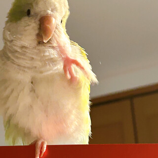 オキナインコ4歳メス(相談中)