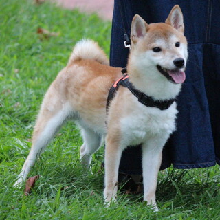 柴犬（男の子）甘えん坊・おとなしい　ご高齢者歓迎