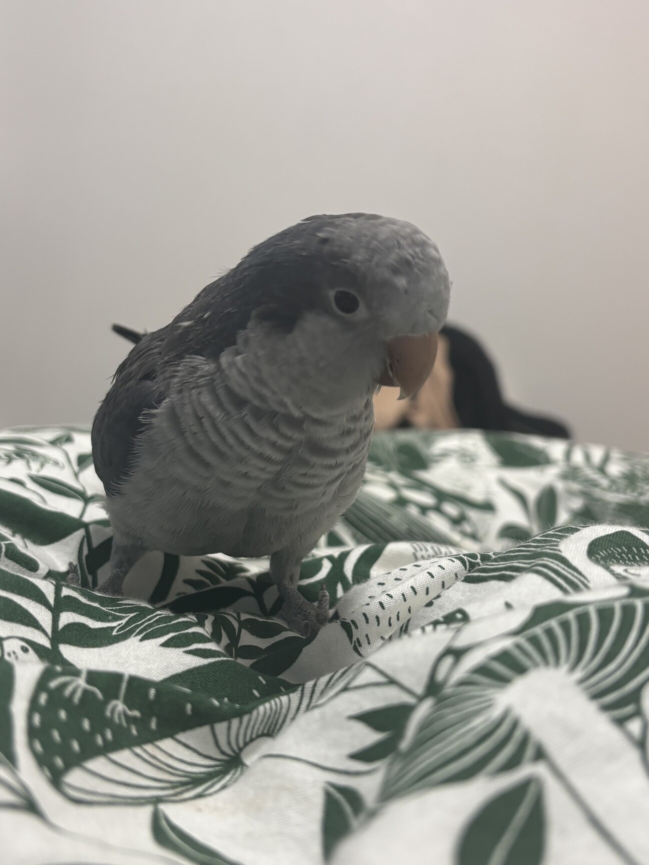 オキナインコ(相談中)」東京都 - 鳥の里親募集(537171) :: ペットの