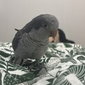 オキナインコ(相談中)
