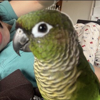 ウロコインコ(相談中)