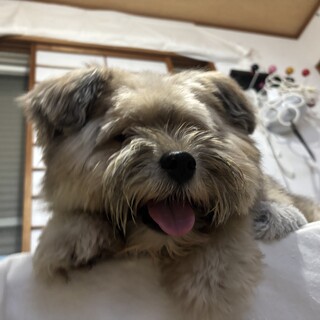 ポメチワ寄りの雑種